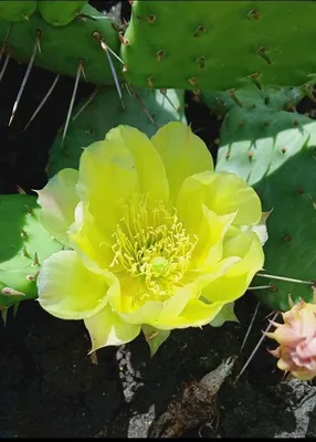 Черенок Опунция (Opuntia) (кактус морозостойкий, кактус уличный)