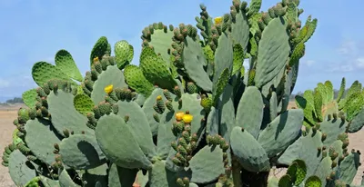 Черенок Опунция (Opuntia) (кактус морозостойкий, кактус уличный)