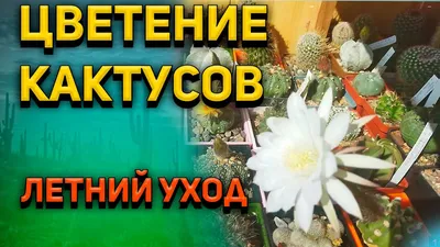 60 р Кактус уличный отросток, цена 60 руб. купить в Новокубанске