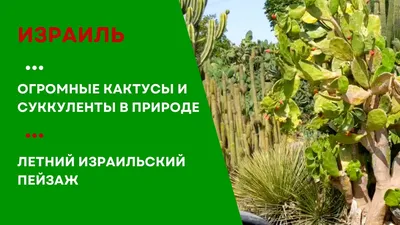 Сад кактусов на Лансароте