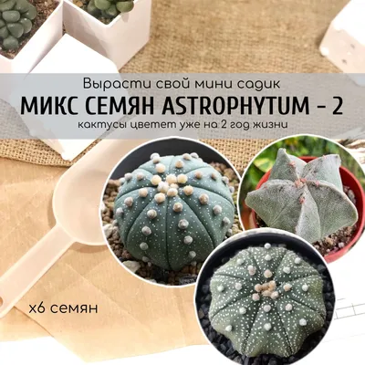Кактусы в интерьере | Блог Ангстрем