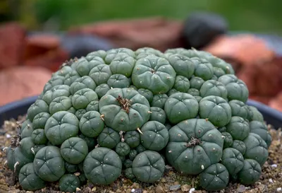 Кактус cactus - купить по выгодным ценам в интернет-магазине OZON  (926002558)