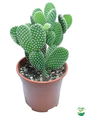 Кактусы в @luxuryplants.ru 🌵 #кактус #кактусы #кактусы🌵 #кактусцветет  #кактусыцветут #кактусопунция #кактусгрузони #кактус🌵 | Instagram