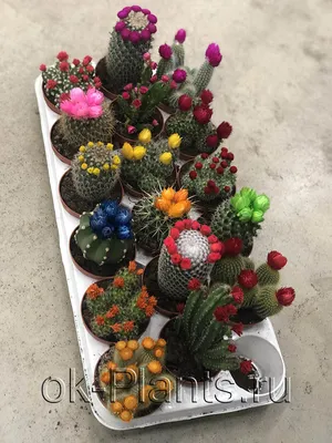 Кактусы в @luxuryplants.ru 🌵 #кактус #кактусы #кактусы🌵 #кактусцветет  #кактусыцветут #кактусопунция #кактусгрузони #кактус🌵 | Instagram