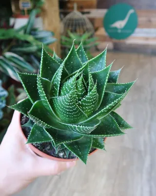 Растения, кактусы, суккуленты on Instagram: “Алоэ Космо снова в наличии🙌🏻  Алоэ Космо - это гибрид на основе Алоэ остистого, очень … | Суккуленты,  Растения, Кактус