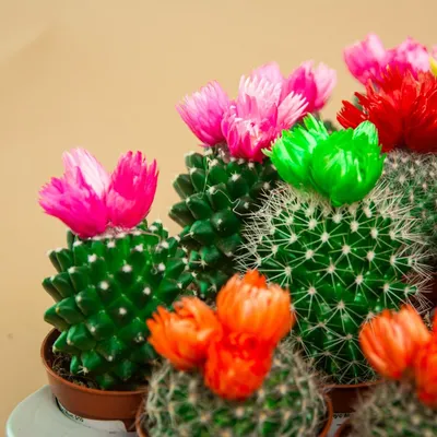 Кактус Echinocactus Grusonii в интернет-магазине VALLES.RU