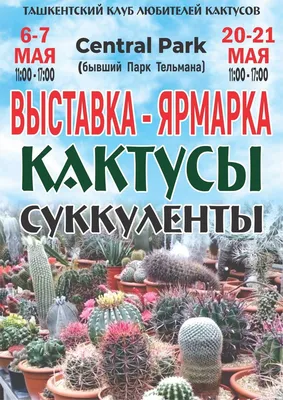 Кактусы Комнатные маленькие суккуленты, вазон кактус в горшке исскуственый,  (ID#2058492394), цена: 280 ₴, купить на Prom.ua