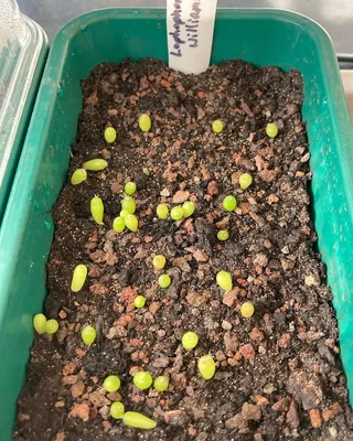Выращиваем кактусы из семян. Фантастический опыт для вас! | Кактусач | Дзен