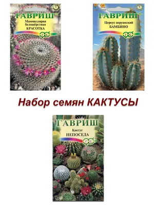 Кактус Гавриш семена комнатных цветов, кактусы - купить по выгодным ценам в  интернет-магазине OZON (287102257)