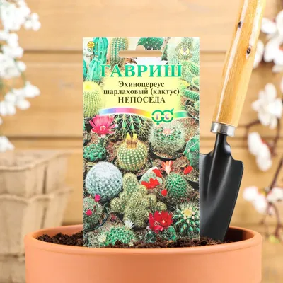 Семена комнатных цветов Кактус \"Непоседа\", 0,05 г купить по цене 54 ₽ в  интернет-магазине KazanExpress