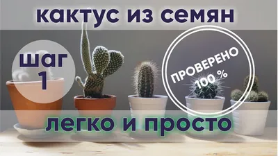 Кактус из семян | ПРОЩЕ НЕ БЫВАЕТ | ШАГ 1 - YouTube