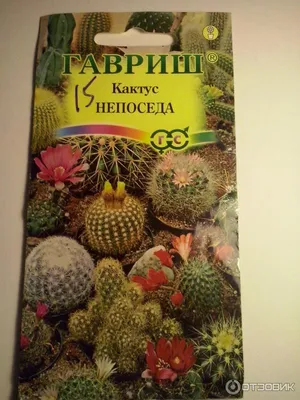 Отзыв о Семена Гавриш \"Кактус непоседа\" | Как вырастить кактус из семян?  Что-то получилось!