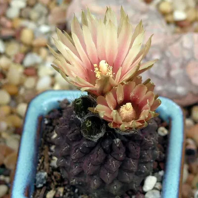 Neochilenia OCCULTA - SUCCULENT.KUPI