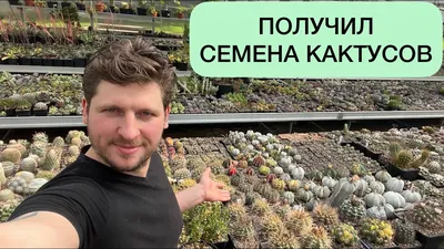 СЕМЕНА КАКТУСОВ. РЕЗУЛЬТАТЫ ОПЫЛЕНИЯ И ПОСЕВА СЕМЯН РОДА АСТРОФИТУМ И  ГИМНОКАЛИЦИУМ ГЕОРГИЙ АРИСТОВ - YouTube