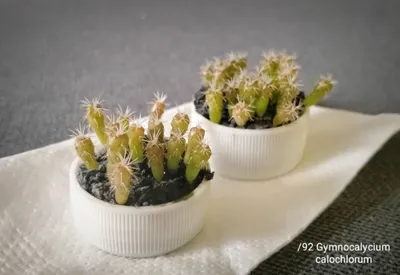 Сеянцы кактуса Gymnocalycium calochlorum | Пикабу