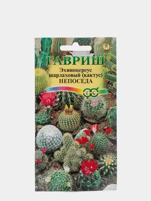 Кактус Эхиноцереус Непоседа (семена,цветы) купить по цене 79 ₽ в  интернет-магазине KazanExpress