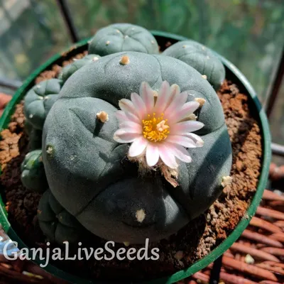 Eriocactus (Эриокактус) - Eriocactus magnificus - 5 семян