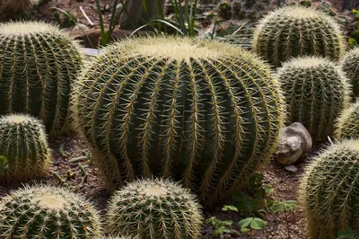 Lophophora williamsii купить в Украине по низкой цене в интернет-магазине  GanjaLiveSeeds