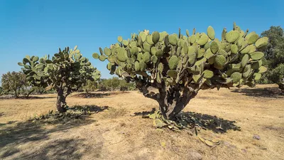 Кактусы в Мексике, Baja Califorina Sur Стоковое Фото - изображение  насчитывающей солнечность, кактус: 71972760