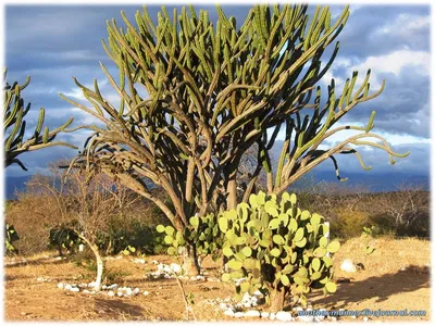 Кактус в пустыне мексики, красиво, …» — создано в Шедевруме