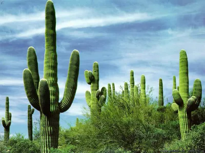 Кактусы Мексики - символ страны на гербе и флаге