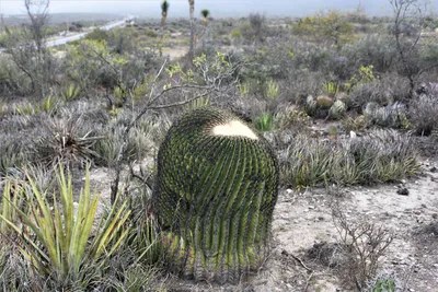 Сагуаро – гигантские кактусы - Шкаff