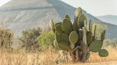 Растения Мексики – красота в глазах смотрящего