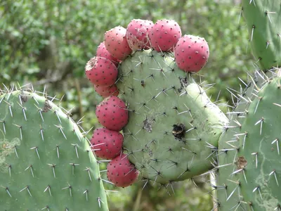 Мексиканская пустыня, кактусы, высокое…» — создано в Шедевруме
