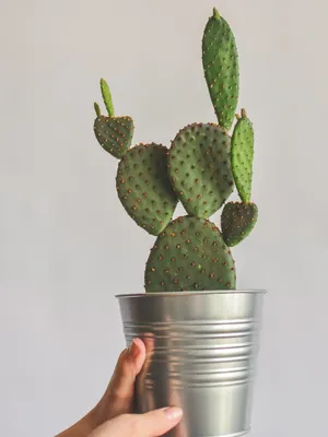 Кактус Опунция Поликанта - Botanic Craft | Цветы и растения в Хабаровске