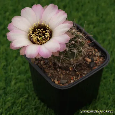 Кактус опунция главная - Botanic Craft | Цветы и растения в Хабаровске