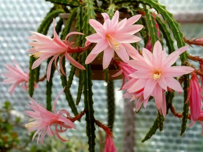 Кактус опунция Вульгарис - Botanic Craft | Цветы и растения в Хабаровске