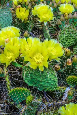 Эхинокактус Грузони (Echinocactus grusonii) - «Колючий малыш с яркими  иголками такой забавный и совсем неприхотливый. Растение для тех, кто  забывает поливать цветы вовремя. А цвет то настоящий?» | отзывы