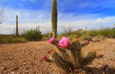 Цветущие комнатные растения в Минске | Cactus.by