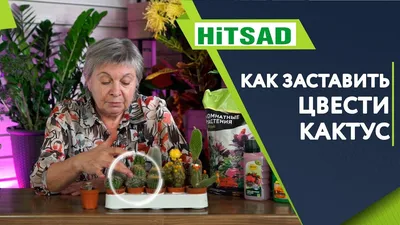 Нежное и прекрасное: как цветут краснокнижные лотосы (ФОТО) - EAOMedia.ru
