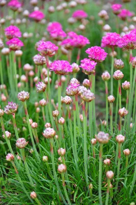 Кактус Цереус Перуанский - Botanic Craft | Цветы и растения в Хабаровске