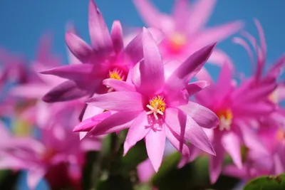 Выращивание суккулентов - цветы в горшках :: myPlants