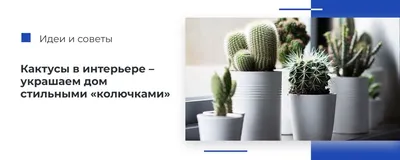 Кактусы: их эзотерическая сила и польза в доме: от укрепления иммунитета до  очищения воздуха» — создано в Шедевруме
