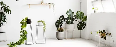 Urban jungle: растения в интерьере | БЛОГ на Viyar Bazar