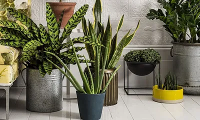 Растения в интерьере: советы дизайнера Ильи Гульянца | myDecor
