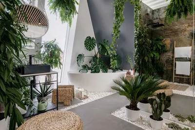 Комнатные цветы - как украсить комнату - Fitodecor