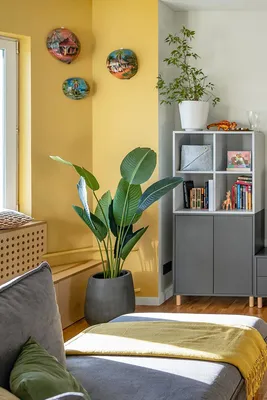 Растения в интерьере: советы дизайнера Ильи Гульянца | myDecor