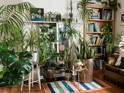 Цветы по фэншуй: Комнатные растения по фэншуй в квартире или доме | Houzz  Россия
