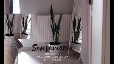 Комнатные растения в интерьере | Блог L.DesignStudio