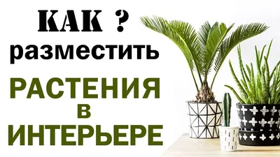 Домашние растения как часть интерьера - статьи про мебель в блоге «Гуд  Мебель»