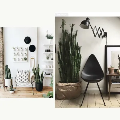 Кактусы: как растить, ухаживать и использовать в декоре | myDecor