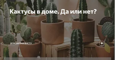 COCOS NUCIFERA растение в горшке кокосовая пальма 19 см | IKEA Lietuva