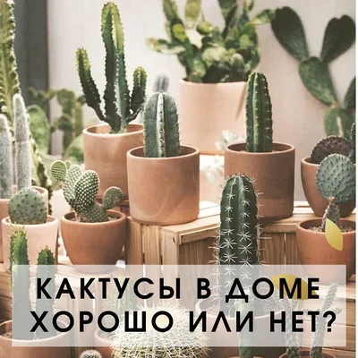 Кактусы в доме: стильная подборка | ДИЗАЙНЕР ИНТЕРЬЕРА ИОЛАНТА ФЕДОТОВА |  Дзен