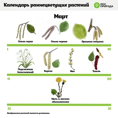 Жителям Подмосковья рассказали, какие растения лучше не высаживать возле  дома - В регионе - РИАМО в Щелкове