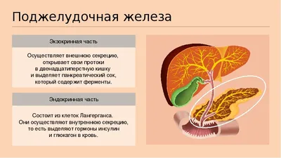 Симптомы и лечение диареи при панкреатите | Гастрит и Панкреатит | Дзен