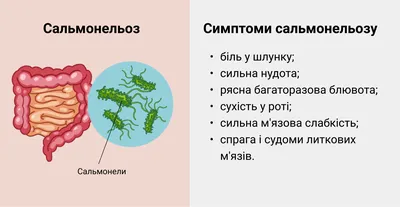 Анализ кала у кошек в Москве | Цены в круглосуточной ветклинике УМКА